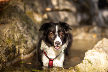A beautiful portrait of a young Border Collie dog in the sun. 
