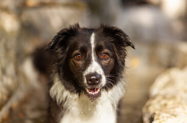 Portrait of a young Border Collie dog in the sunshine with dripping water drops.