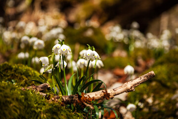 Snowdrop Galanthus nivalis, spring flowers in the rays of the sun in the forest. The delicate...