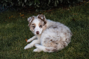 Young border collie red merle