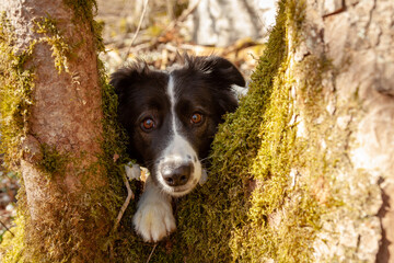 Romantic portrait of a cute border collie dog in the rays of the spring sun, the dog's muzzle...