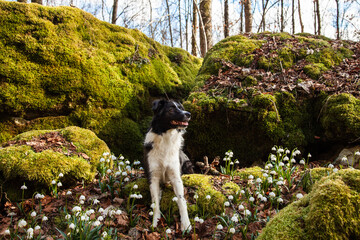 Spring walk of a young border collie dog among flowers, Galanthus nivalis snowdrops, trees, rocks in the forest.