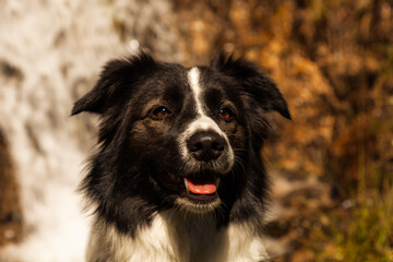 A charming portrait of a young Border Collie dog in the sunlight, against the backdrop of a...