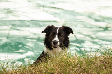 Portrait of a border collie dog against the background of the turquoise Lac de Moiry lake, ice floes on the lake, Switzerland.