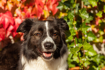 A beautiful portrait of a border collie dog against a background of colorful, red and green leaves,...