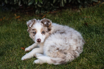 Young border collie red merle