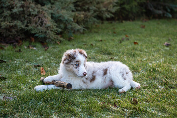 Baby of border Collie /8 weeks old/