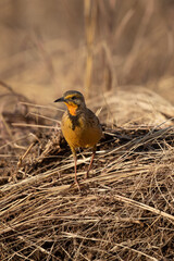 Cape Longclaw, Addo Elephant National Park