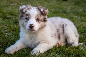 Young border collie red merle