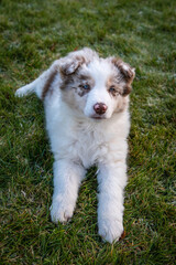 Young border collie red merle