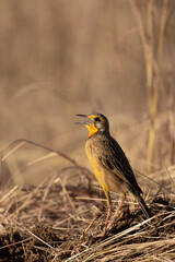 Cape Longclaw, Addo Elephant National Park