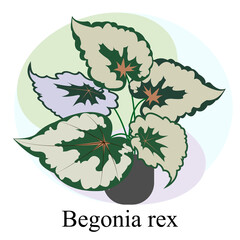 Indoor ornamental deciduous plant begonia rex. Trend vector image