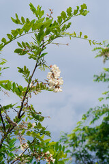 Acacia blossoms with white petals in spring