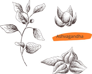 Hand drawn vintage vector sketch. Indian Ayurveda set of medicinal plant - ashwagandha.Contour silhouette on transparent background. Pharmacy naturopathy Eps image for label, package
