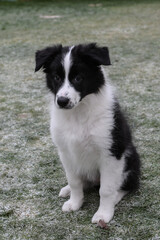 Little Border Collie