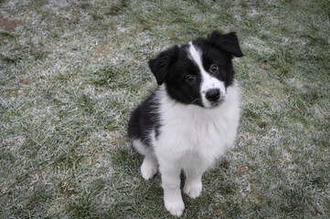 Little Border Collie