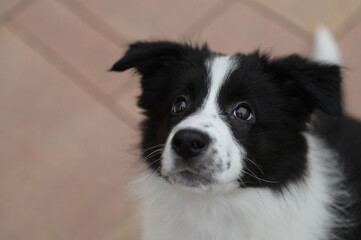 Puppy of border Collie