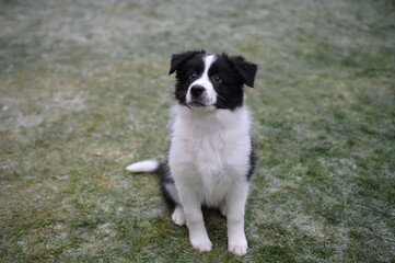 Little Border Collie