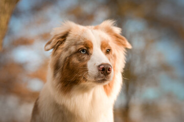 Australian shepherd is sitting on the bench. He is so cute dog.
