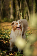 Australian shepherd is sitting in the forest. It is autumn portret.