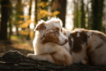 Australian shepherd is running in the leaves in the forest. Autumn photoshooting in park.
