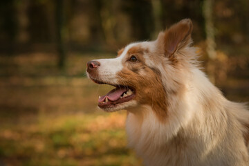 Australian shepherd is sitting in the forest. It is autumn portret.