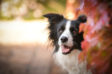 Border collie is sitting in autumn nature. She is so cute dog.