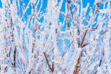 Blue sky and frost on the branches.