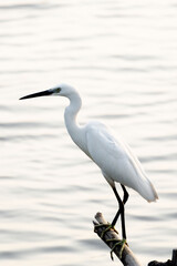 White Heron