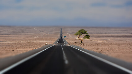 longa estrada em linha reta numa região deserta com uma arvore do lado direito e uma seta na pista...