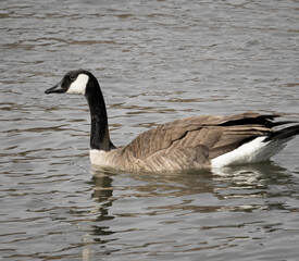 canadian goose swimming in water