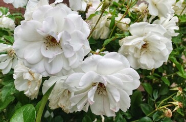 white flowers in the garden