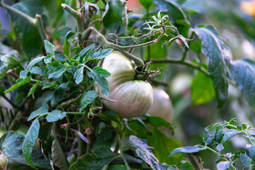 Unripe, green tomatoes on branches, bushes.