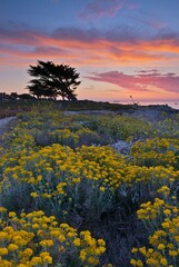 Sunrise over the flowers of Pacific Grove, CA. 