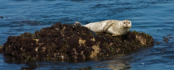 Harbor Seals resting on rocks in Monterey Bay. 