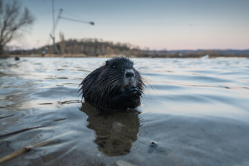 Nutria, auch Biberratte, Wasserratte oder Sumpfbiber genannt, leben in der Nähe von Wasser in...