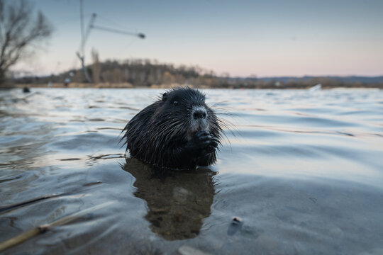 Nutria, auch Biberratte, Wasserratte oder Sumpfbiber genannt, leben in der N&auml;he von Wasser in selbst gegrabenen Erdh&ouml;hlen. Der aus S&uuml;damerika stammende, in Gruppen lebende S&auml;uger ist eine invasive Art