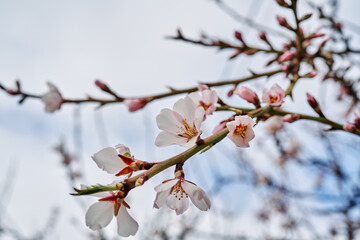 Almond blossoms between late winter and early spring