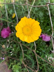 yellow flower in the garden