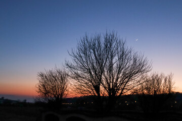 Fototapeta premium Crépuscule avec dégradé de ciel bleu orangé, ombre d'arbres et croissant de lune naissant.