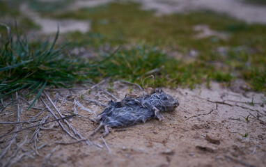Selective approach of a dead field mouse between earth and grasses