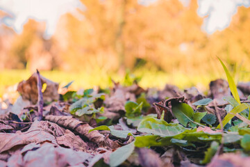 Sol de feuilles mortes et d'herbes en automne