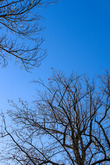 Vue du ciel bleu en contre plongée avec branchage de grands arbres au début du printemps.