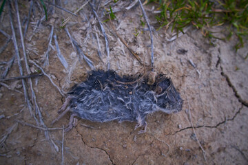 Selective approach of a dead field mouse between earth and grasses