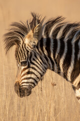 Obraz na płótnie Canvas Zebra Foal, Pilanesberg National Park