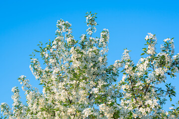 Trees in white against the blue sky.