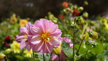 Obraz premium FLOR NO CAMPO