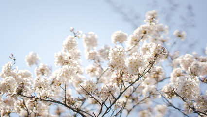 White flowers on the branches of a plum tree (Prunus domestica) on a nice sunny day with a blue sky in the background in early spring