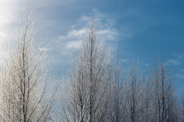 Blue sky and frost on the branches.