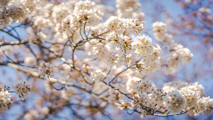 White flowers on the branches of a plum tree (Prunus domestica) on a nice sunny day with a blue sky in the background in early spring